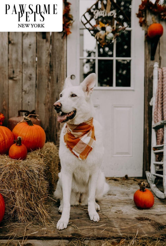 Pumpkin Cat Bandana Handmade 100 Percent Cotton With Pawsome Pets Logo Square Fit Final Sale