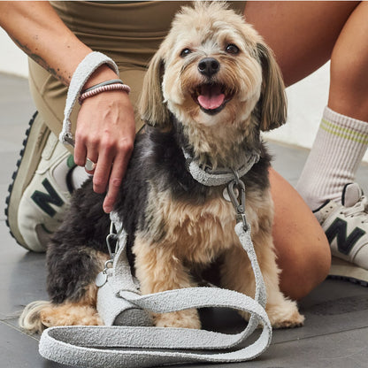 Boucle Dog Leash 150cm With Handle Buckle 100 Percent Polyester City Walking Accessory For Everyday Use
