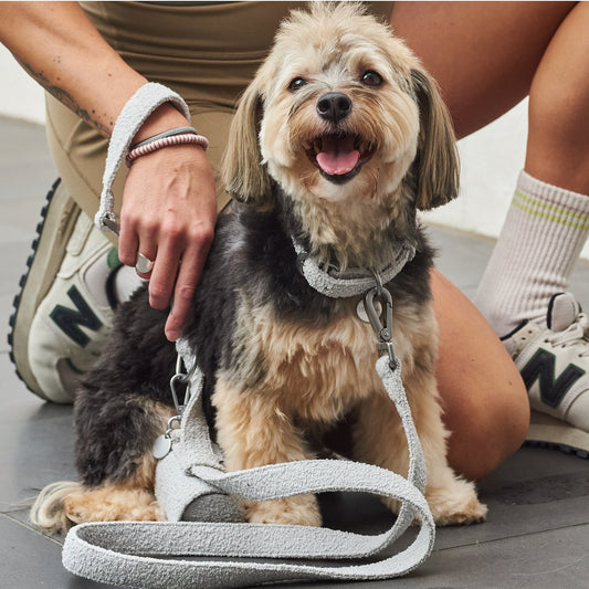 Boucle Dog Leash 150cm With Handle Buckle 100 Percent Polyester City Walking Accessory For Everyday Use